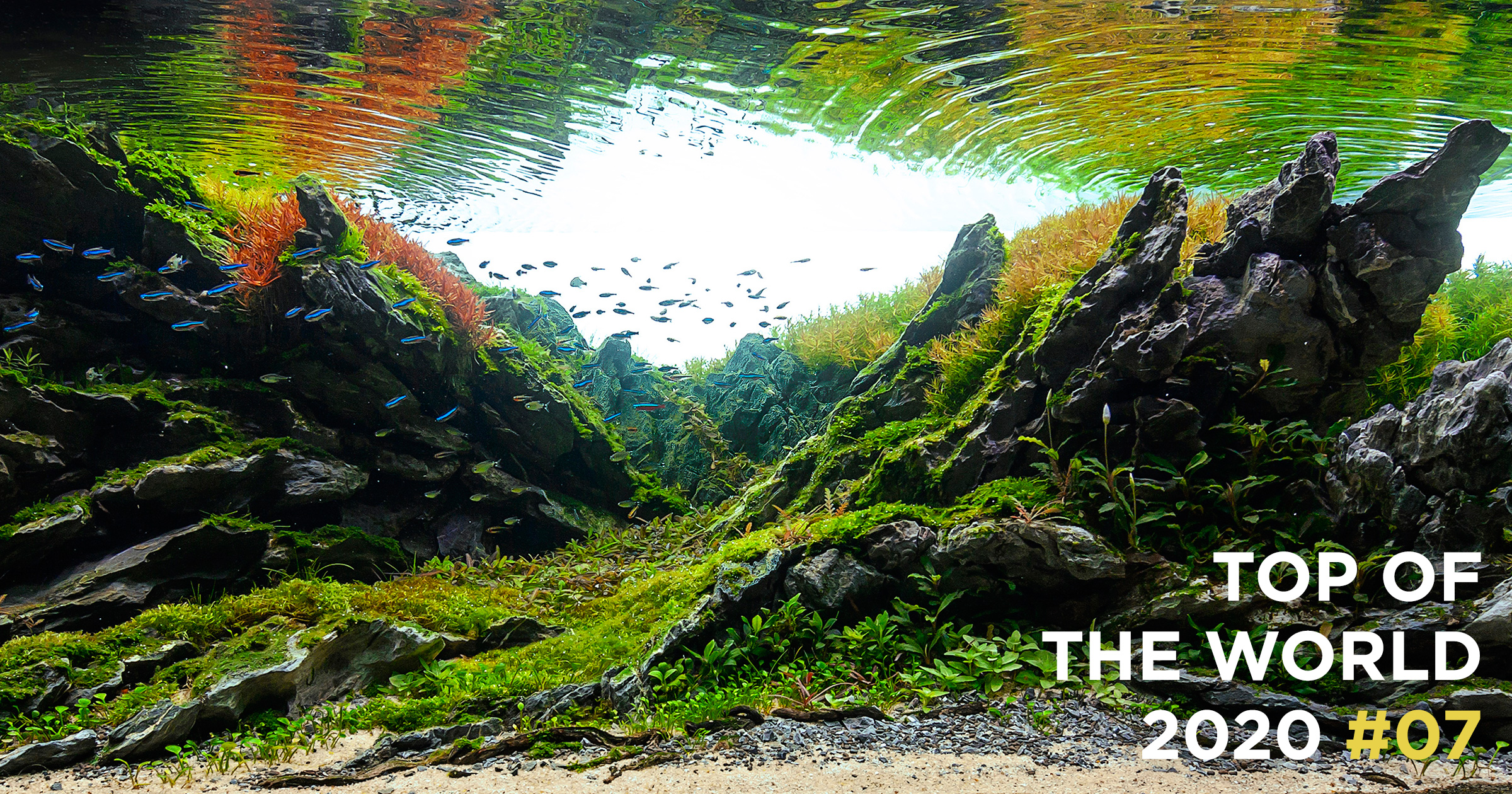 TOP OF THE WORLD 2020 #07 | AQUA DESIGN AMANO