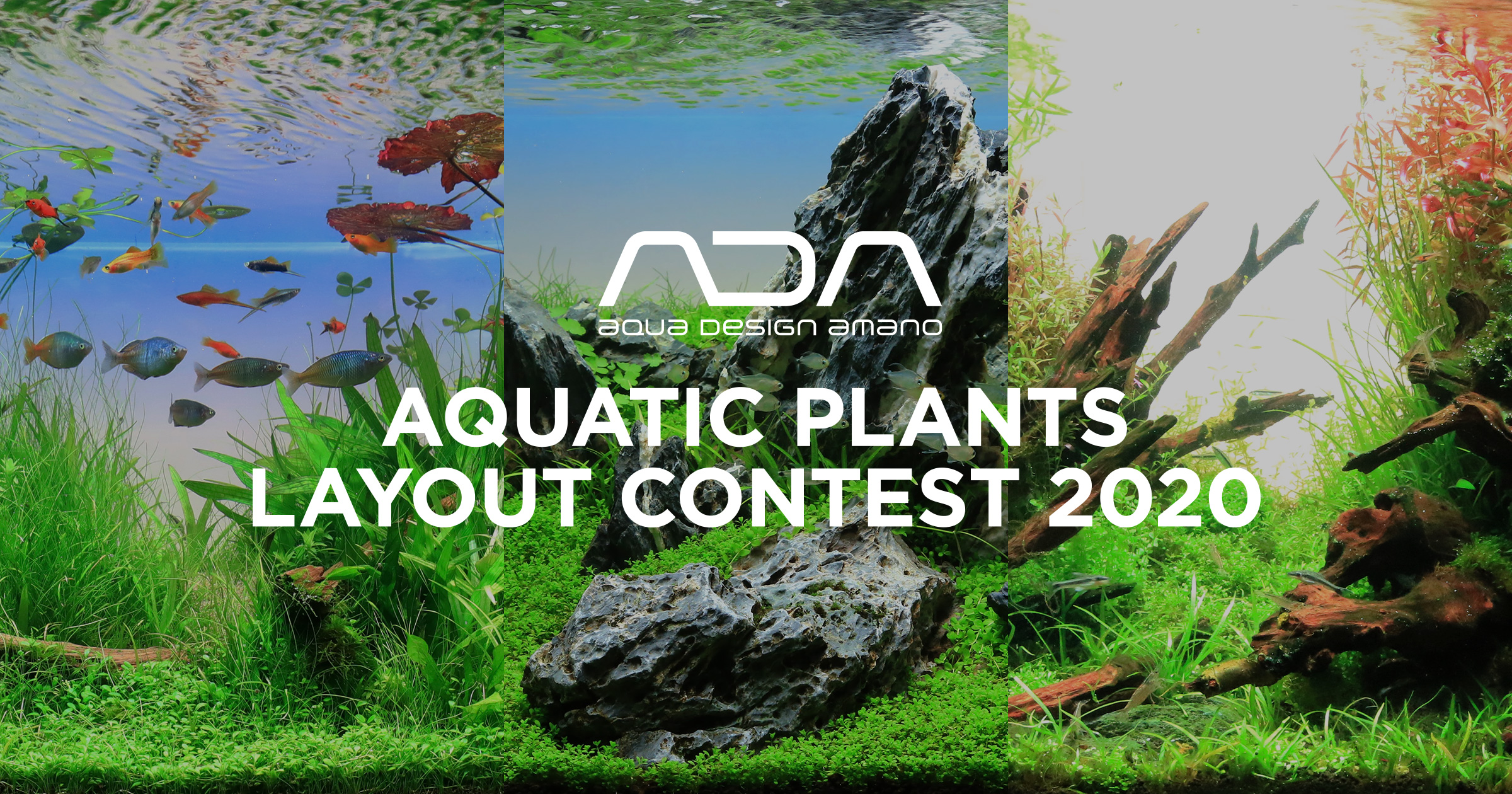 ADA AQUATIC PLANTS LAYOUT CONTEST 2020 AQUA DESIGN AMANO