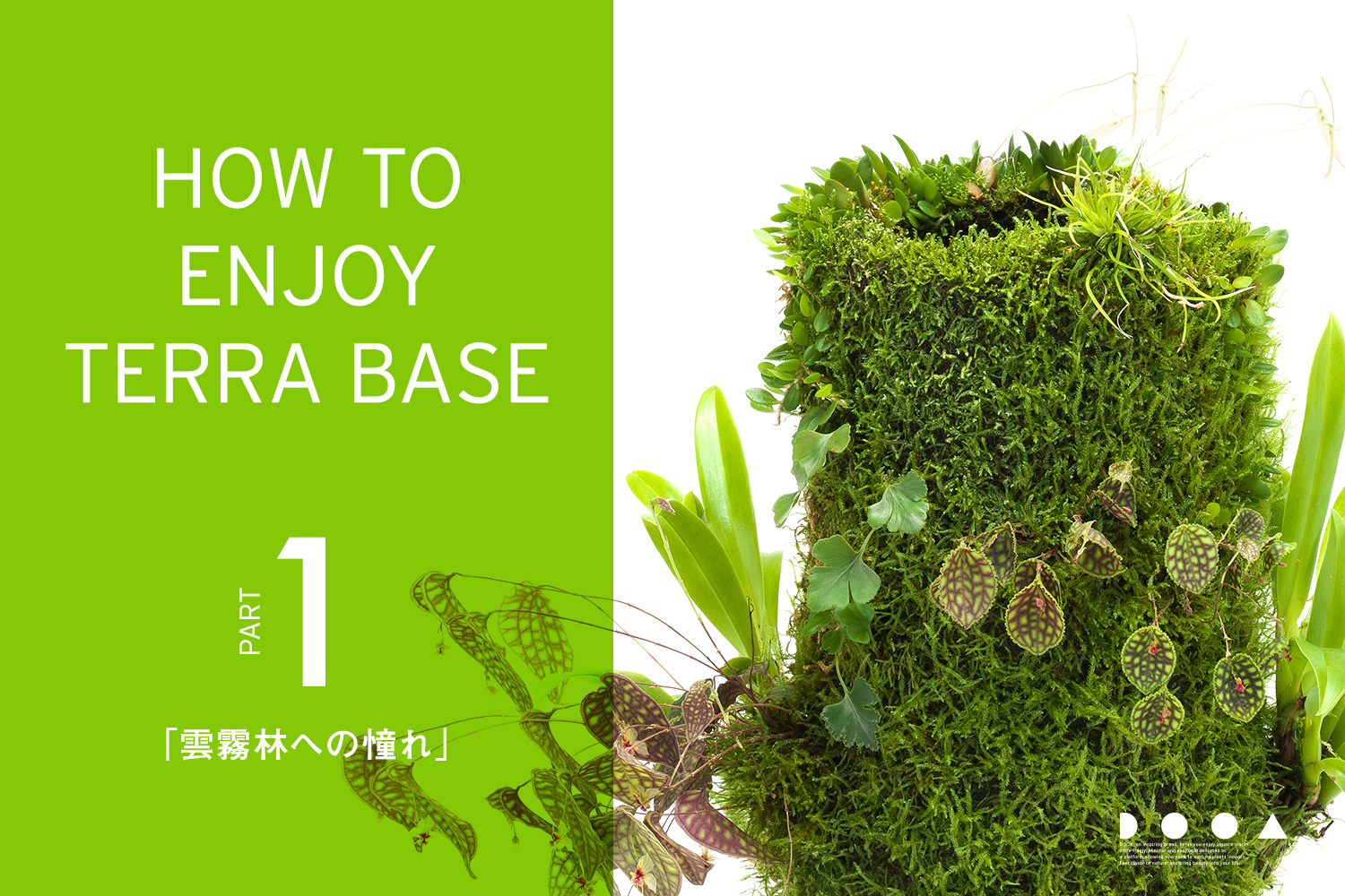 How To Enjoy Terra Base Part1 雲霧林への憧れ News Dooa