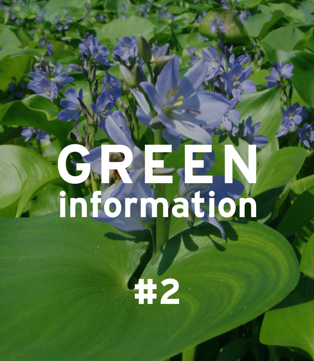 GREEN information #2「特定外来生物について」