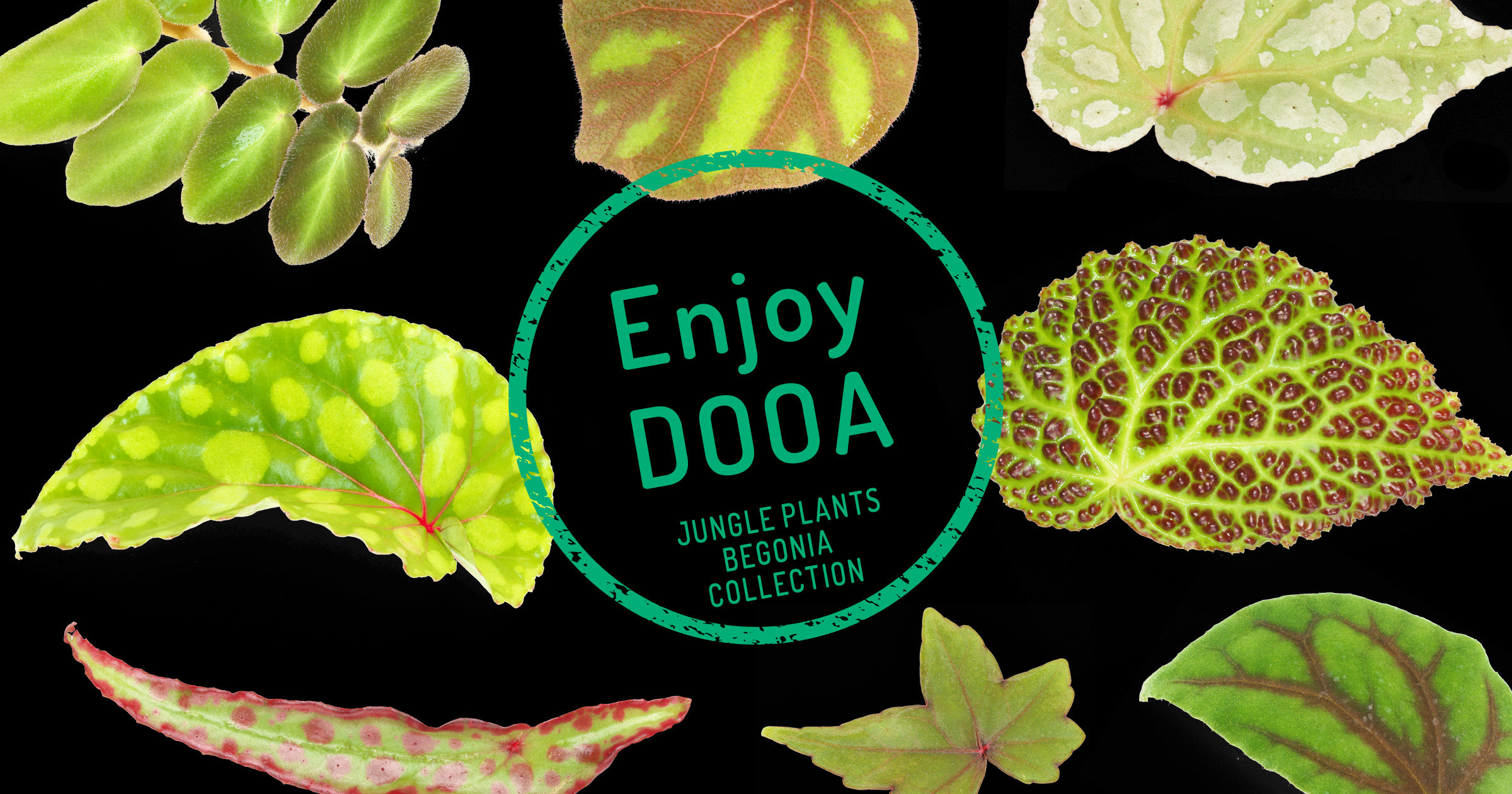Enjoy DOOA「ベゴニアの葉コレクション」