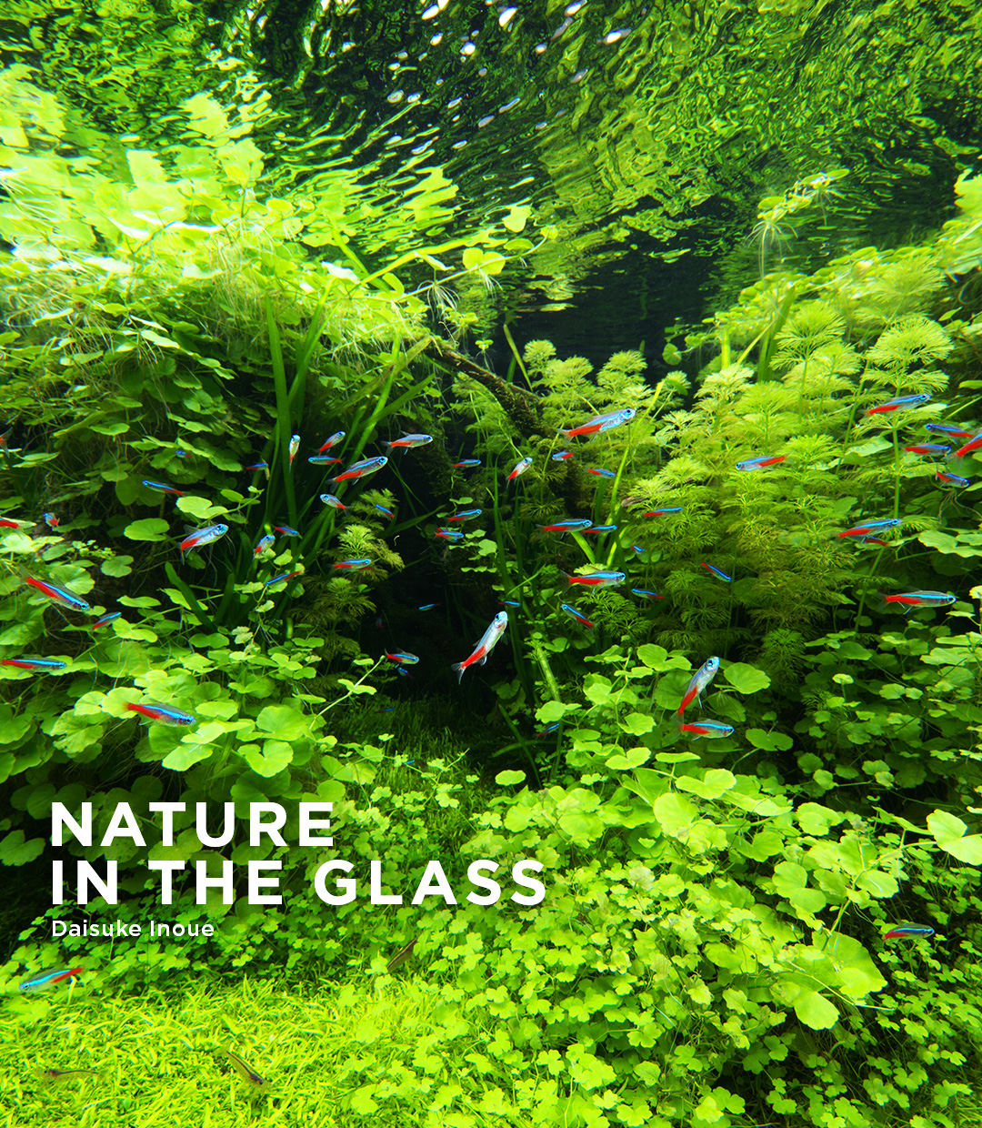 NATURE IN THE GLASS 「グリーン・ヘブン」