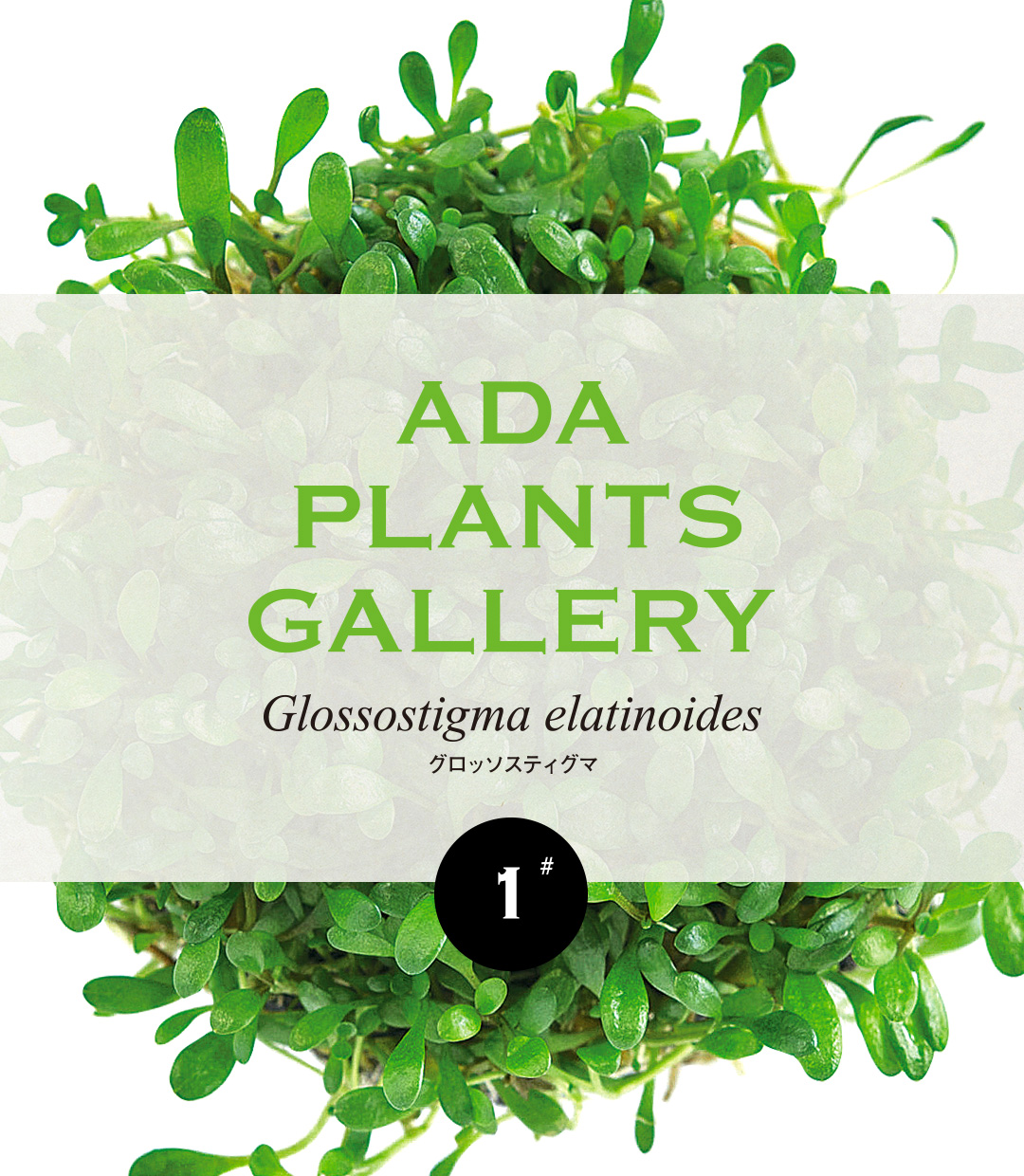 ADA PLANTS GALLERY #01 「グロッソスティグマ」