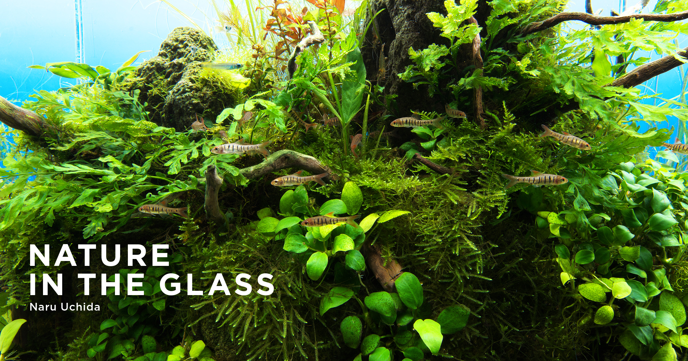 NATURE IN THE GLASS 「雨季の細流」 | AQUA DESIGN AMANO
