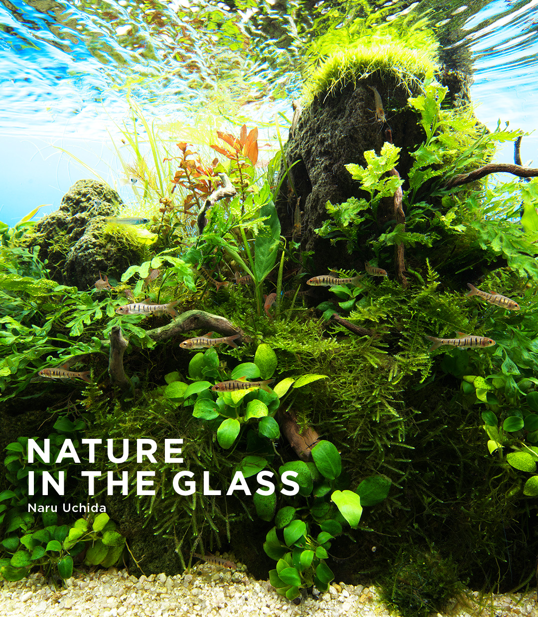 NATURE IN THE GLASS 「雨季の細流」