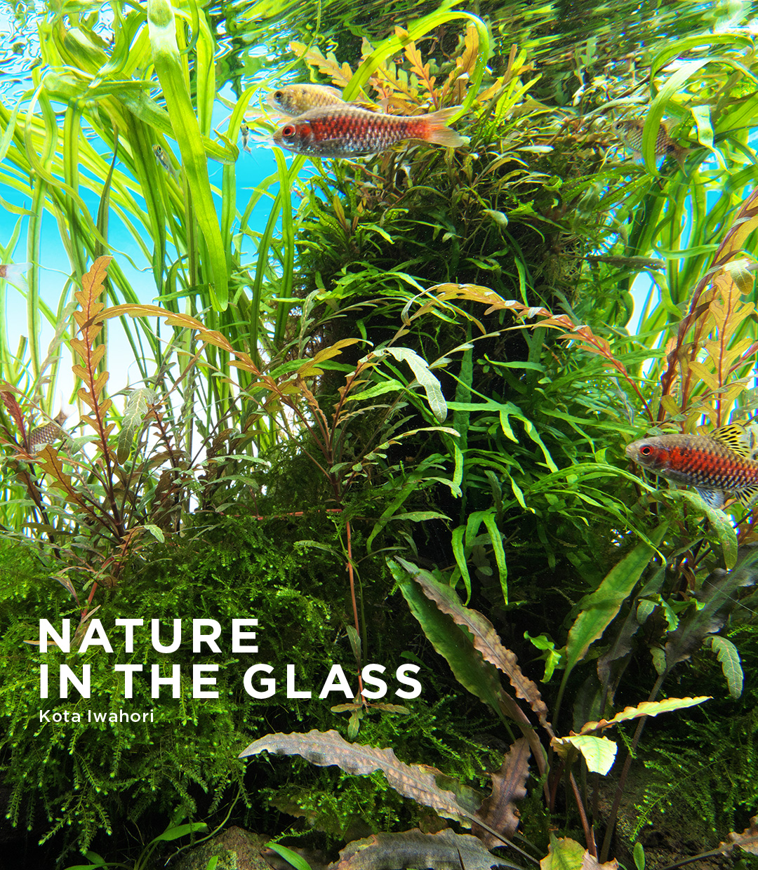 NATURE IN THE GLASS 「川底眩しく」