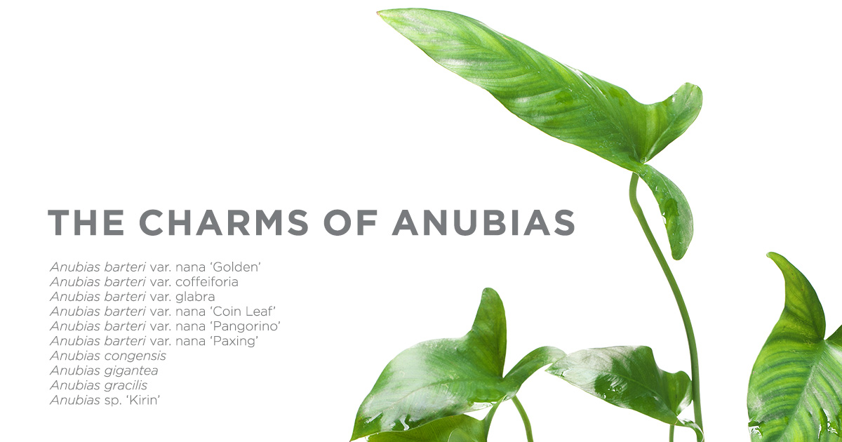 アヌピアス・バリエゲーテッド・キン THE CHARMS OF ANUBIAS -魅惑のアヌビアス10種- | AQUA DESIGN AMANO