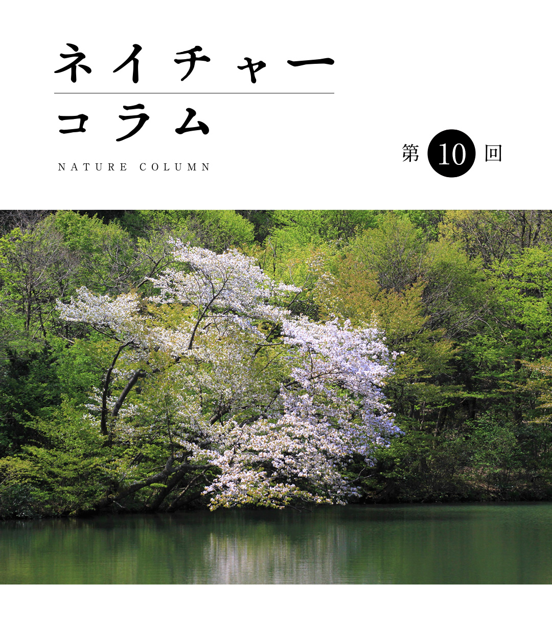ネイチャーコラム 第10回 「出会い咲くサクラ」