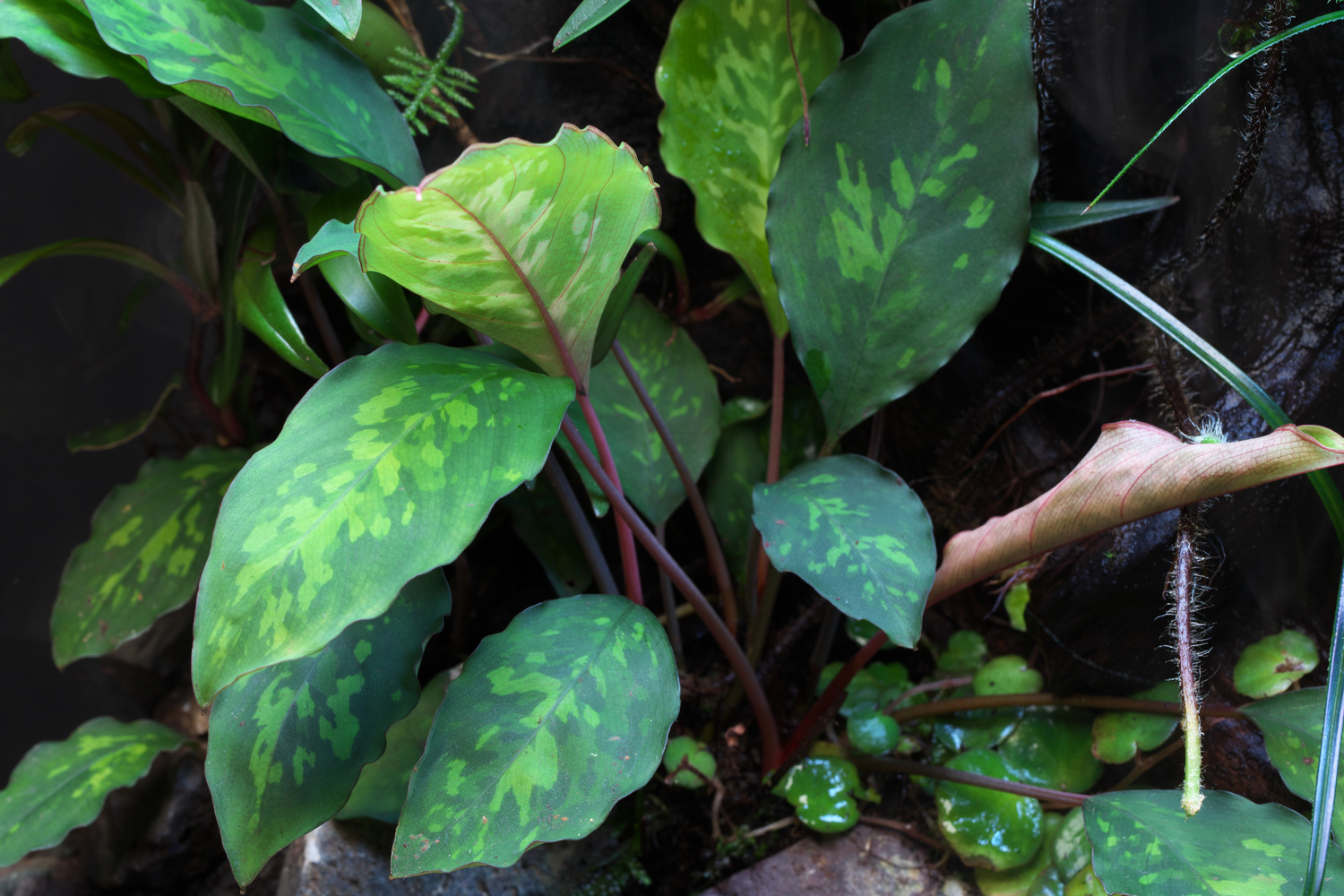 Enjoy Dooa 静かな陰に隠れた多様な植物で表現する原生林の自然感 News Dooa Enjoy Dooa 静かな陰に隠れた多様な植物で表現する原生林の自然感 News Dooa