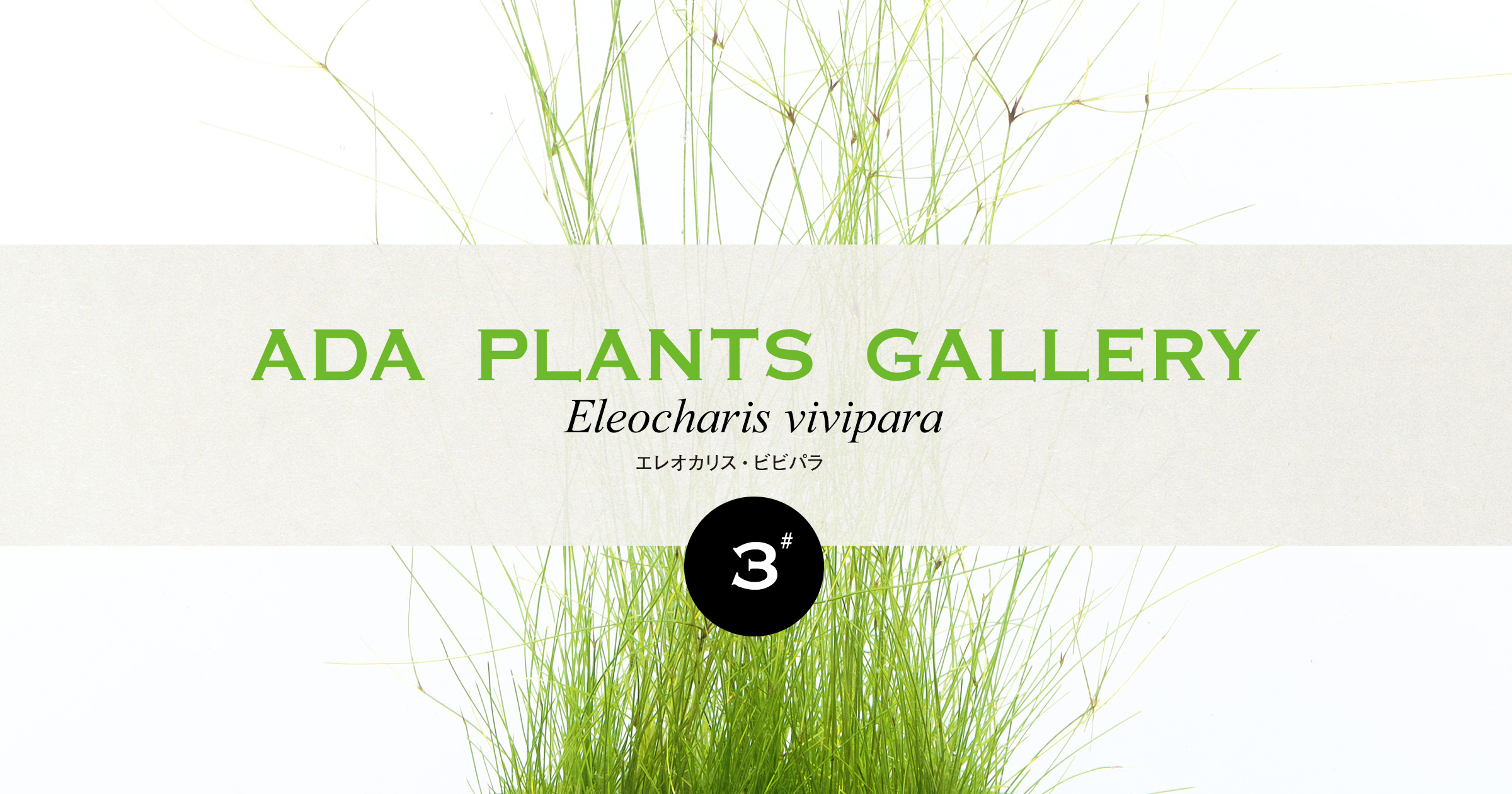 ADA PLANTS GALLERY #03 「エレオカリス・ビビパラ」 | AQUA DESIGN AMANO