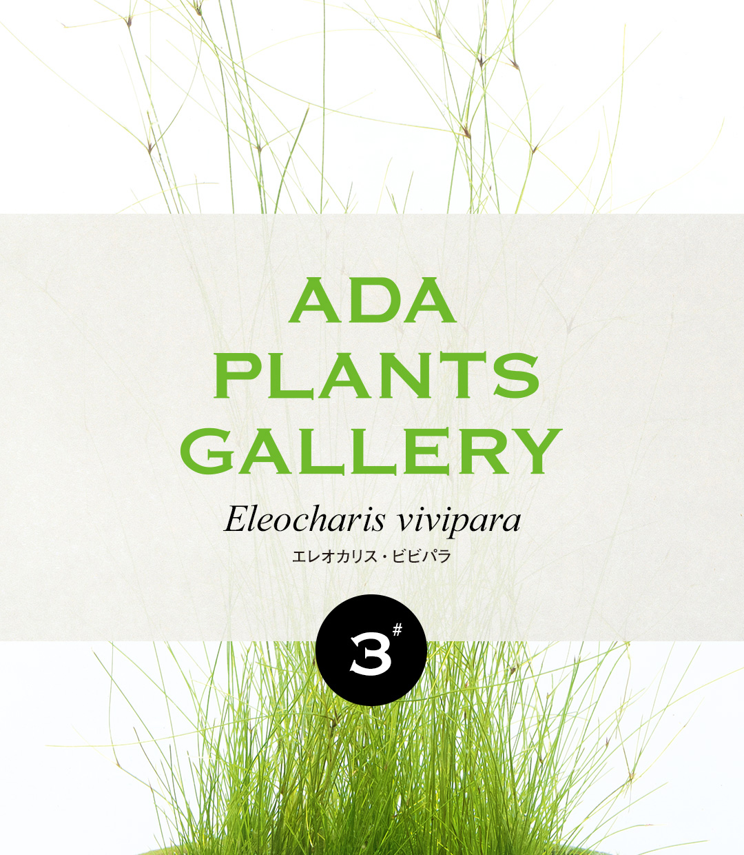 ADA PLANTS GALLERY #03 「エレオカリス・ビビパラ」