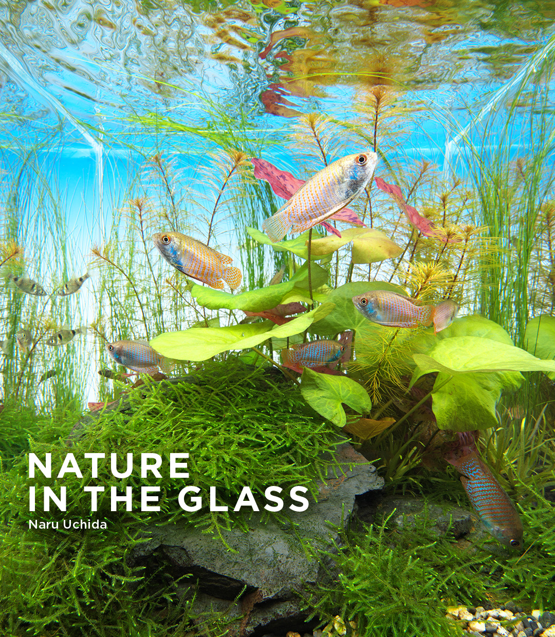 NATURE  IN THE GLASS 「安らぎの睡蓮」