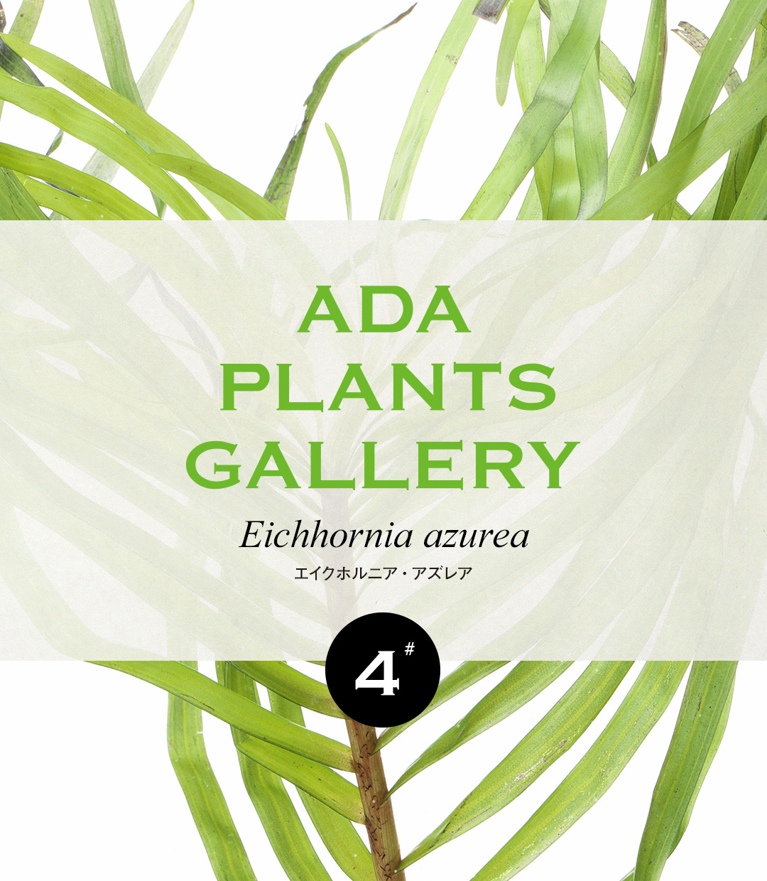 ADA PLANTS GALLERY #04 「エイクホルニア・アズレア」