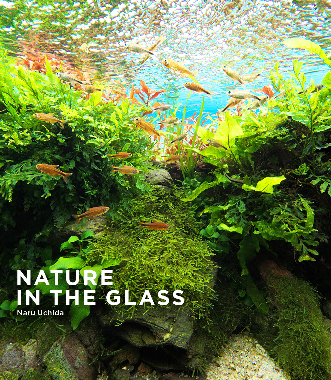 NATURE IN THE GLASS 「陰と陽」