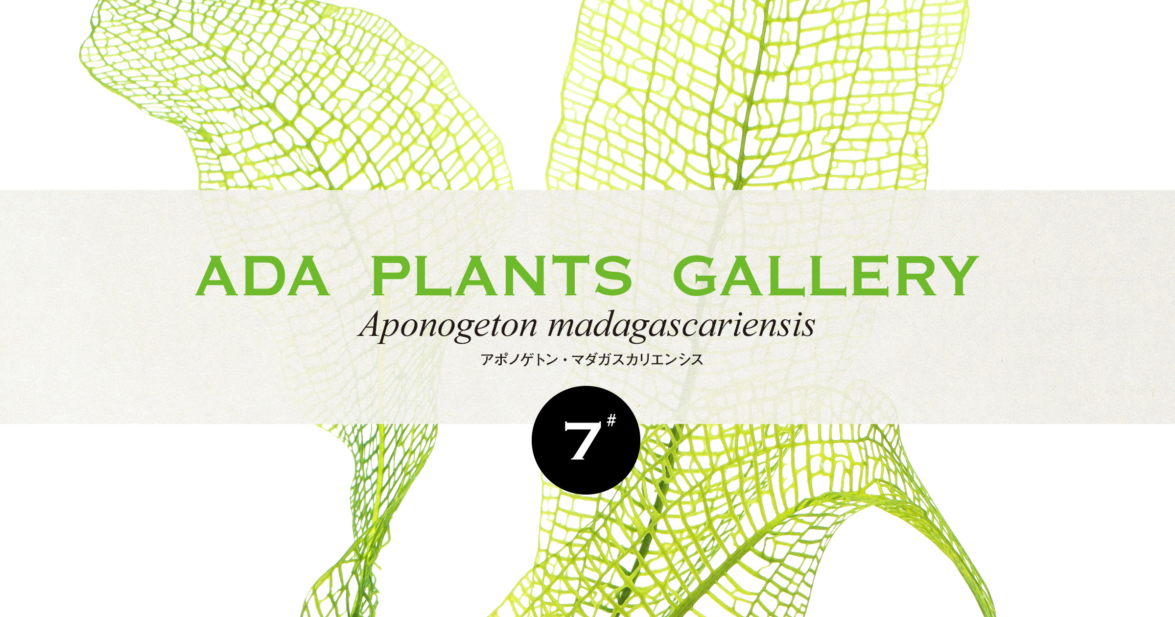 ADA PLANTS GALLERY #07 「アポノゲトン・マダガスカリエンシス