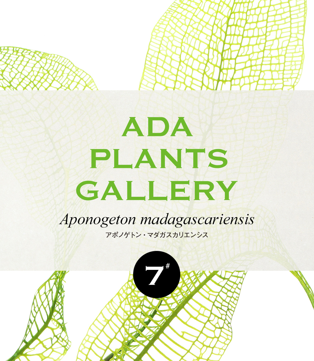 ADA PLANTS GALLERY #07 「アポノゲトン・マダガスカリエンシス」