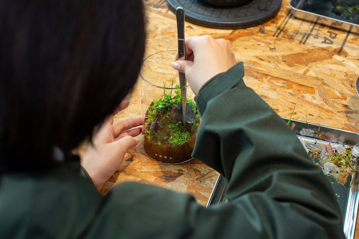 ガラスポットMARUに水草を植栽するミクさん