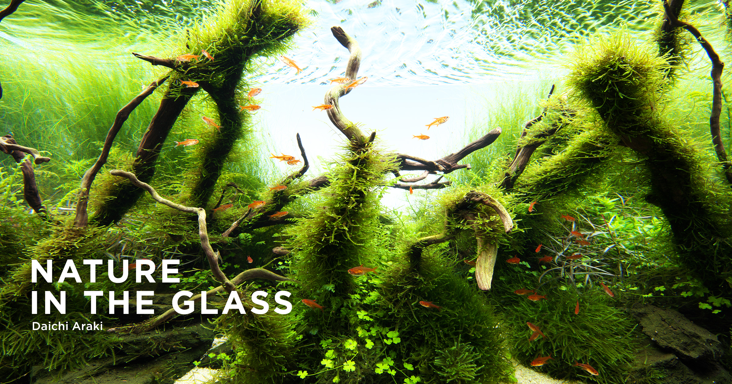 NATURE IN THE GLASS 「ある森の広がり」 | AQUA DESIGN AMANO