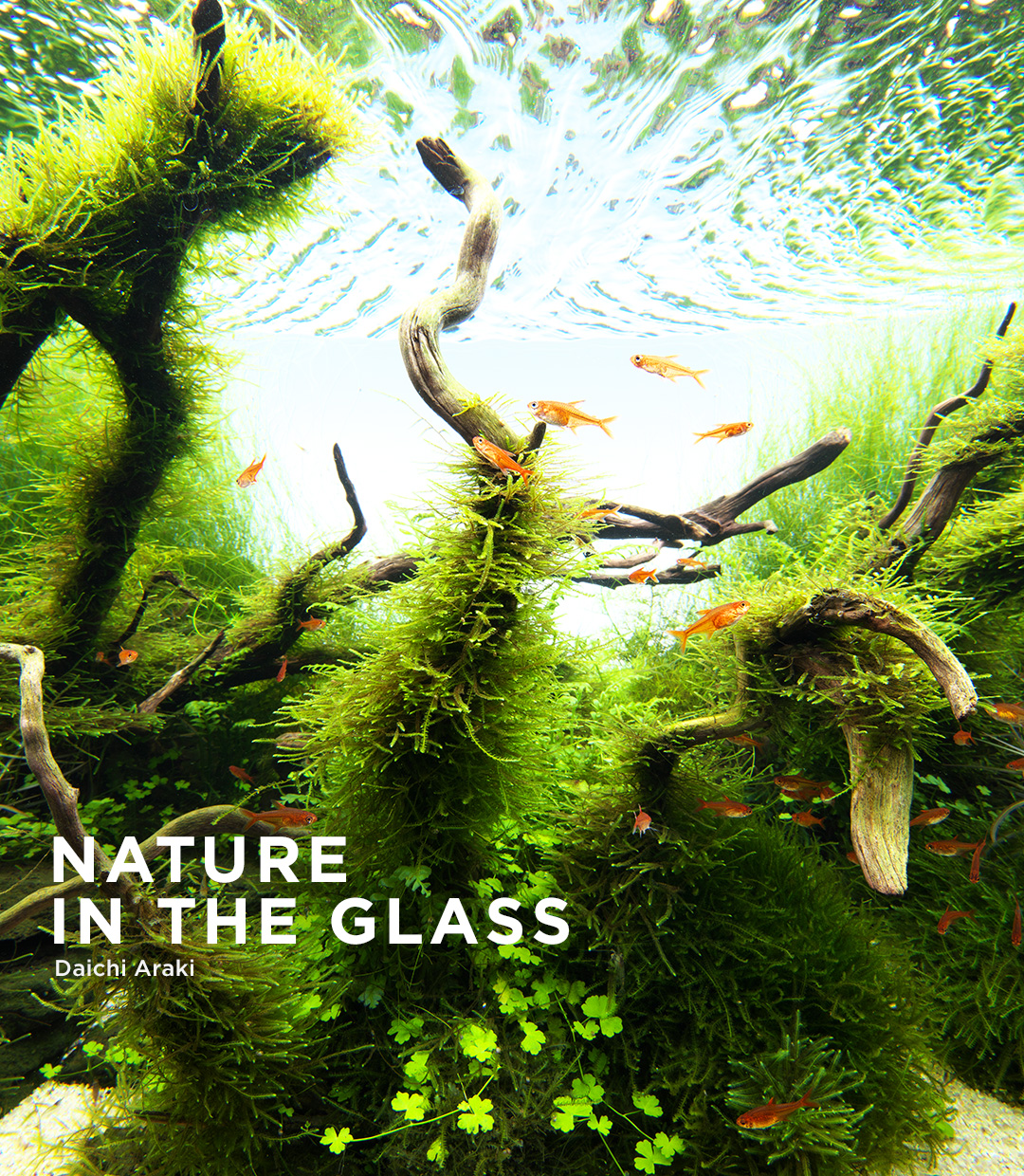NATURE IN THE GLASS 「ある森の広がり」