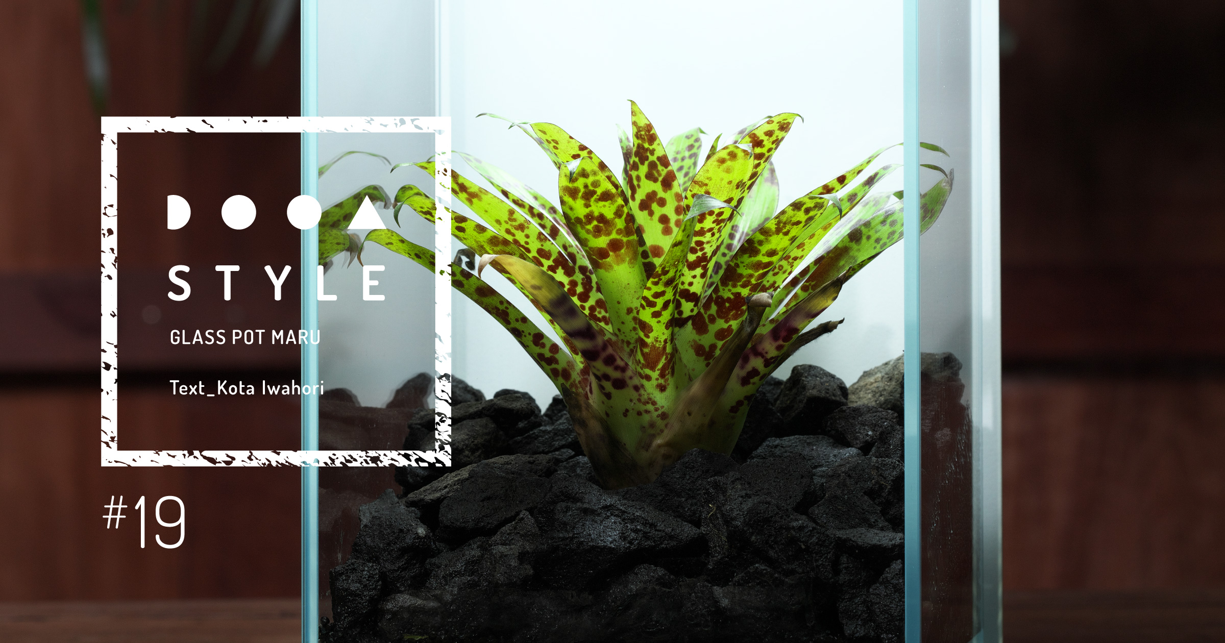 DOOA STYLE #19　シンプルに整理された植物観賞スタイル