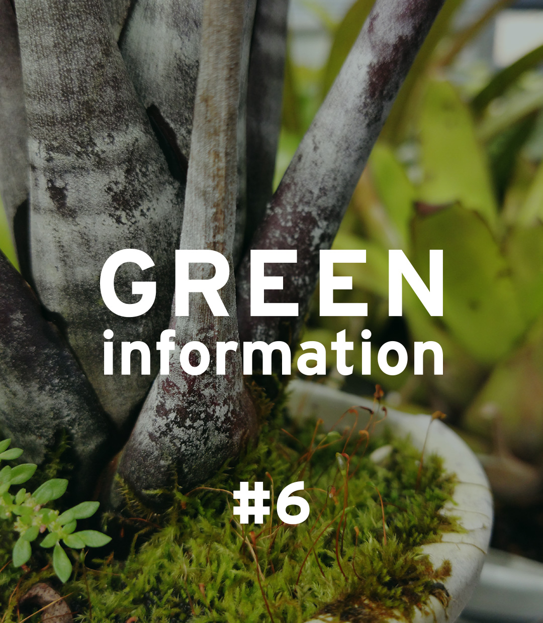 GREEN information #6「植物との長い付き合いのために」