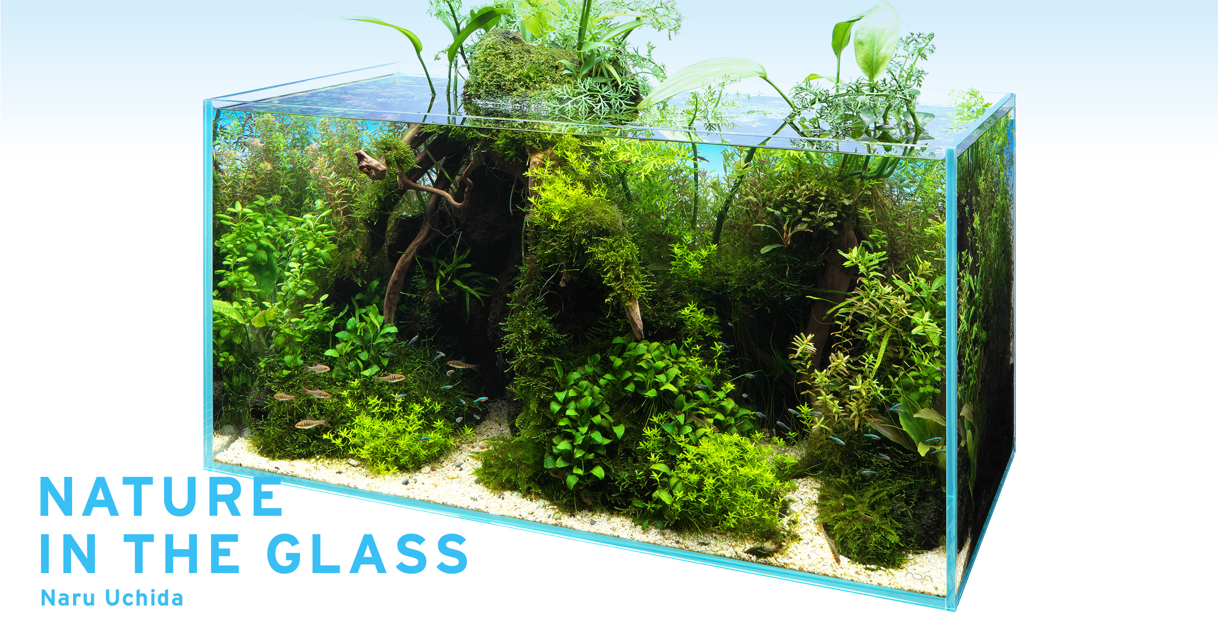 Howl＆Louis 【花虎】Flower Tiger ハイグレード水槽から ① 祇園祭Howl＆Louis 花虎Flower Tiger 抱卵 Aceさまハイグレード