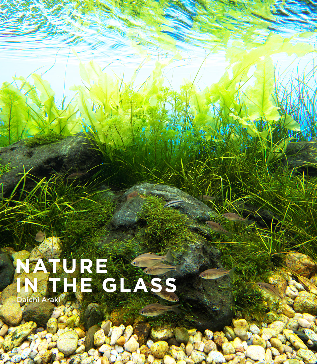 NATURE IN THE GLASS 「清流にゆれる」