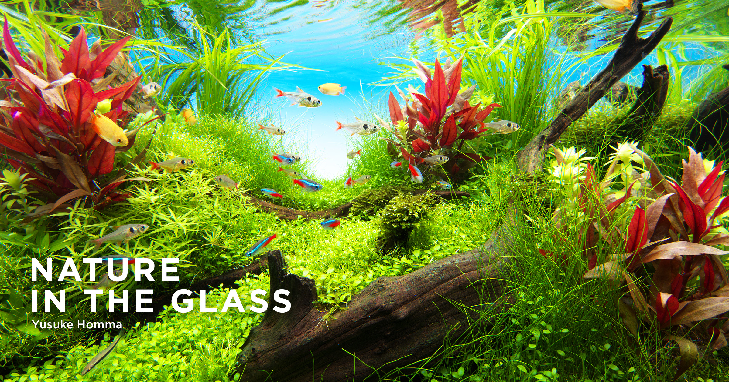 NATURE IN THE GLASS 「水景ファンタジア」 | AQUA DESIGN AMANO
