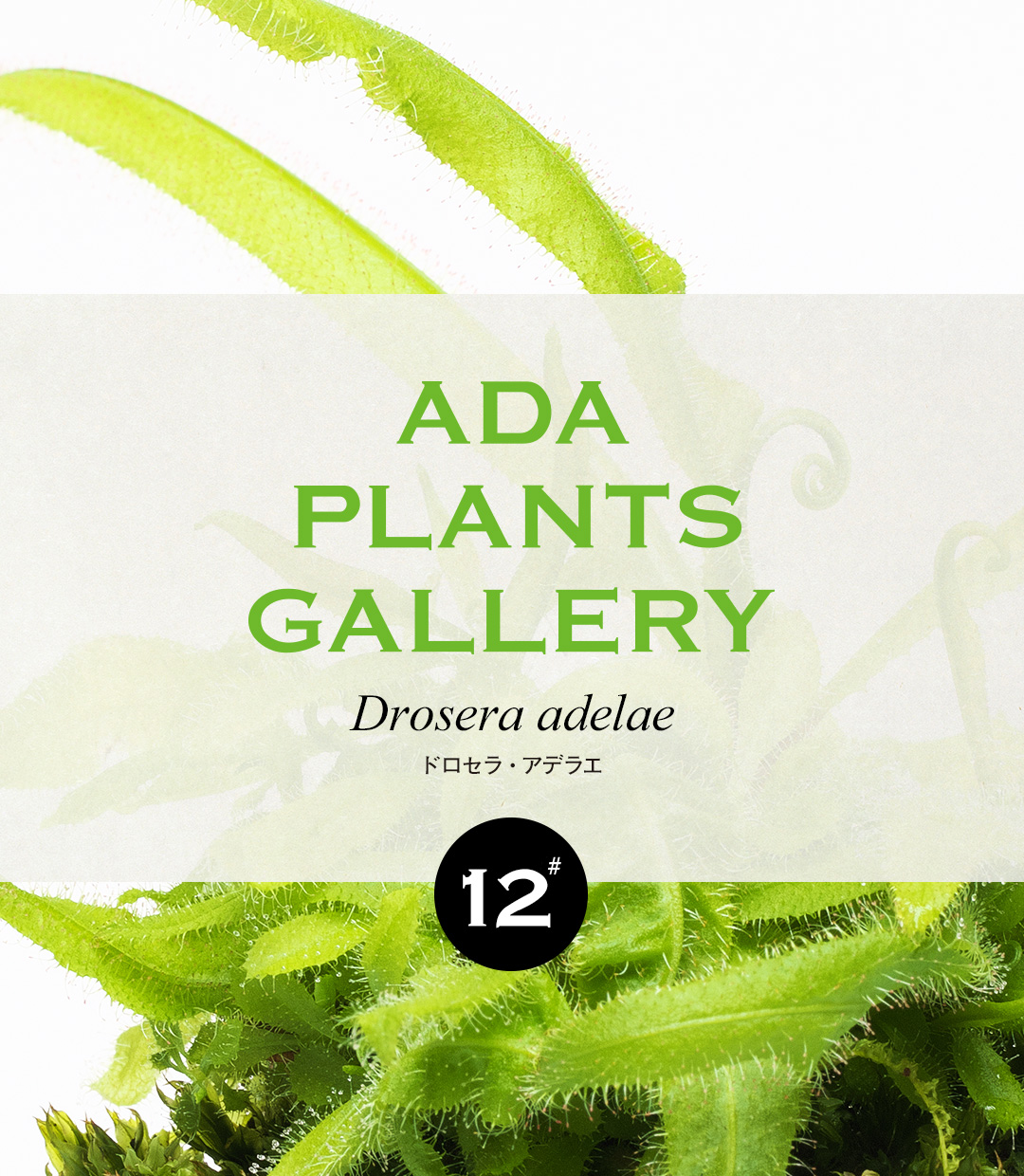 ADA PLANTS GALLERY #12 「ドロセラ・アデラエ」