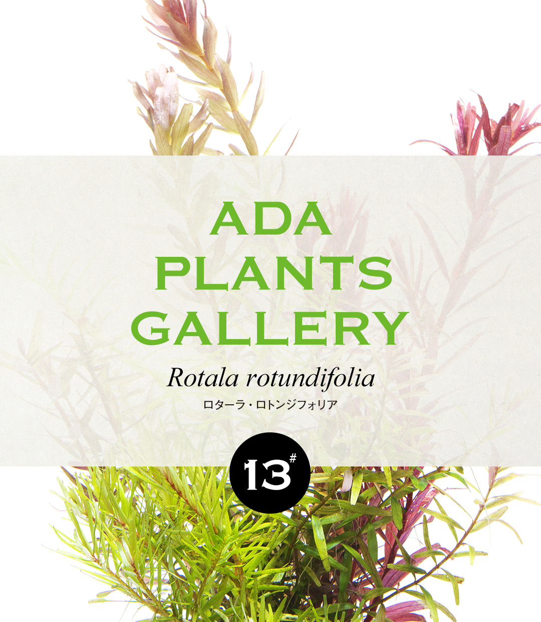 ADA PLANTS GALLERY #13 「ロターラ・ロトンジフォリア」