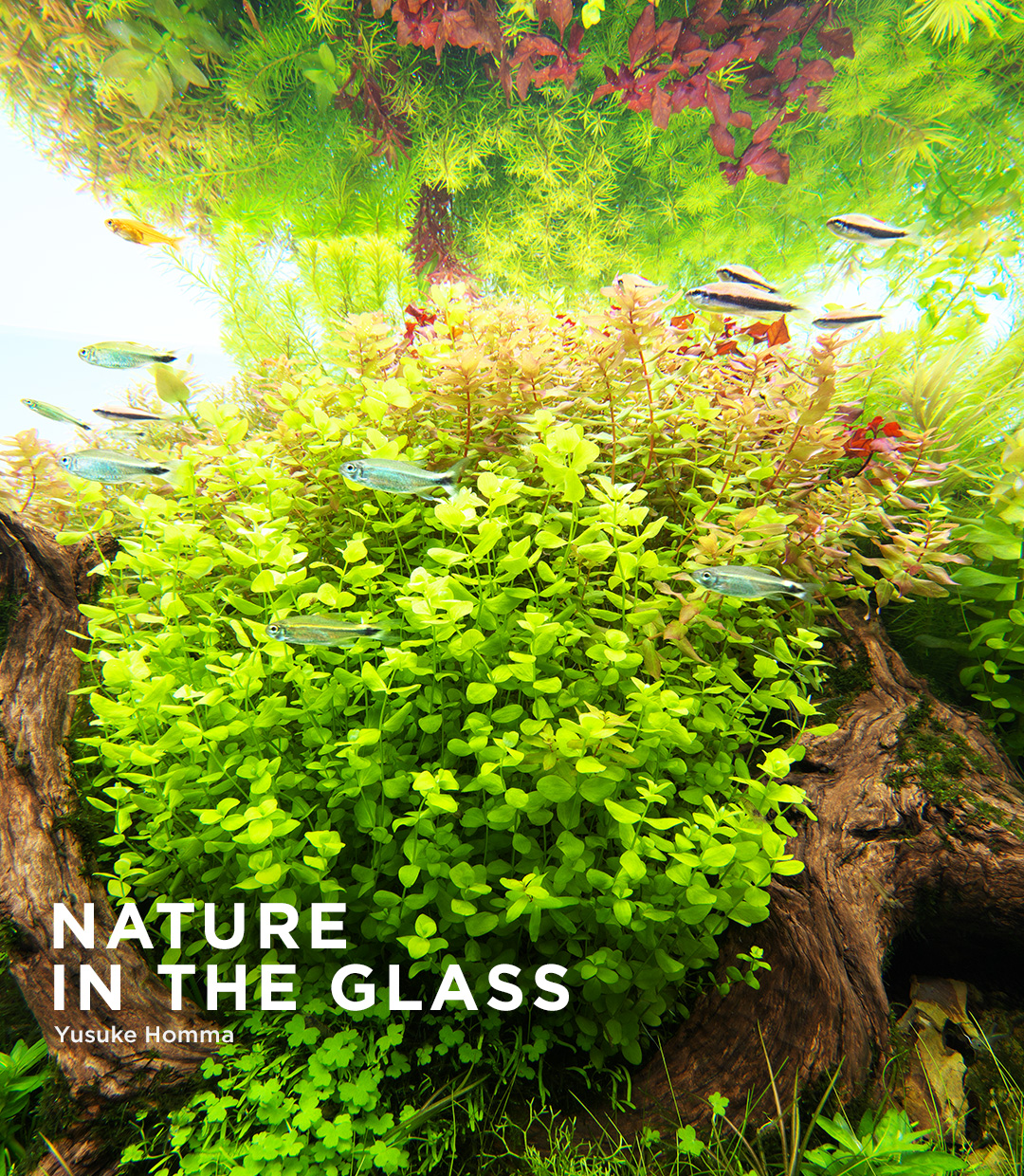 NATURE IN THE GLASS 「春彩薫風」
