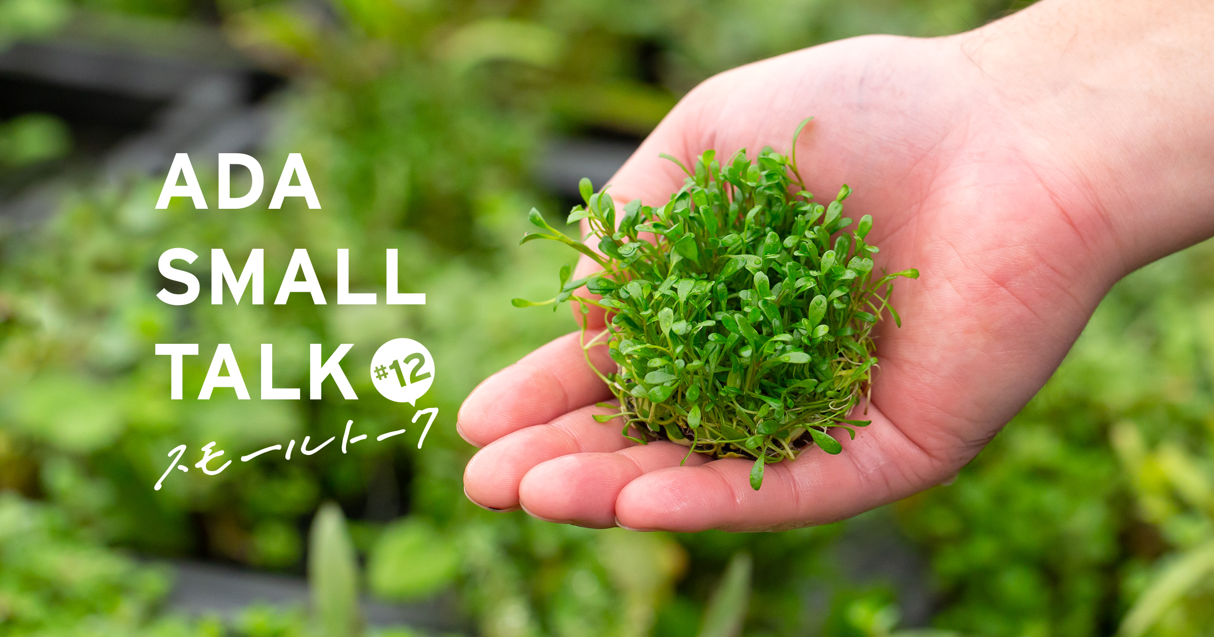 ADAスモールトーク #12 「生長スピードは前景草の中でもピカイチ