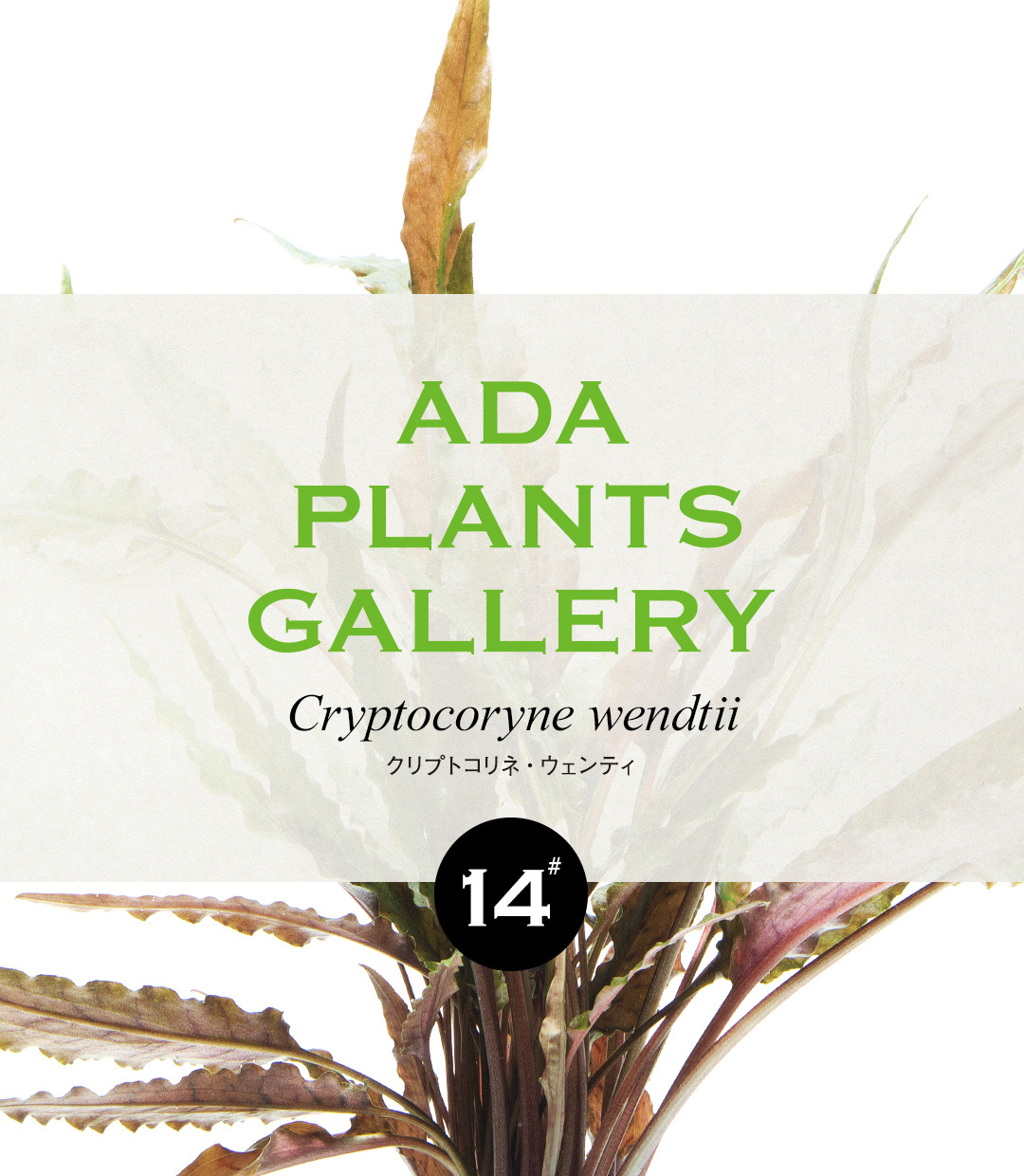ADA PLANTS GALLERY #14 「クリプトコリネ・ウェンティ」