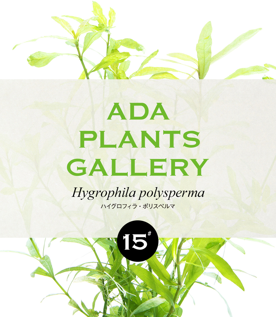 ADA PLANTS GALLERY #15「ハイグロフィラ・ポリスペルマ」