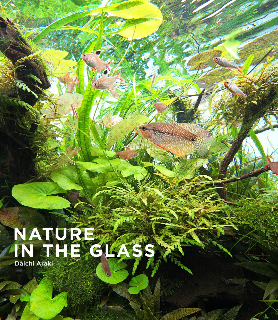 NATURE IN THE GLASS 「憩いのスイレン」