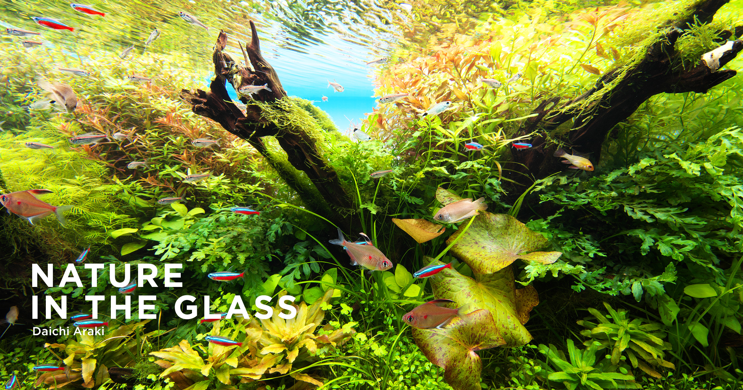 NATURE IN THE GLASS 「憩いの水景」 | AQUA DESIGN AMANO