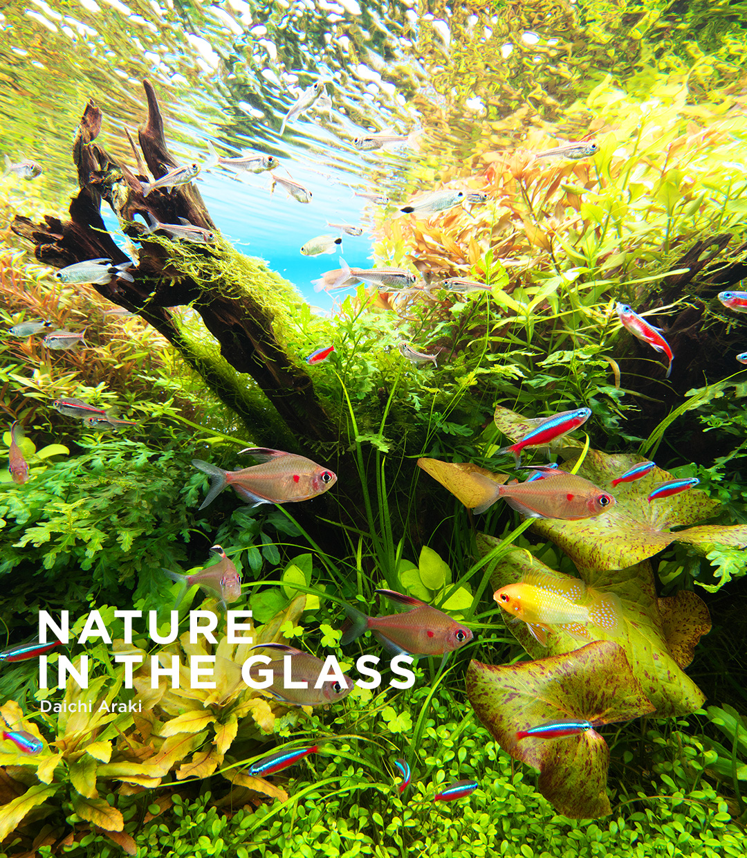 NATURE IN THE GLASS 「憩いの水景」