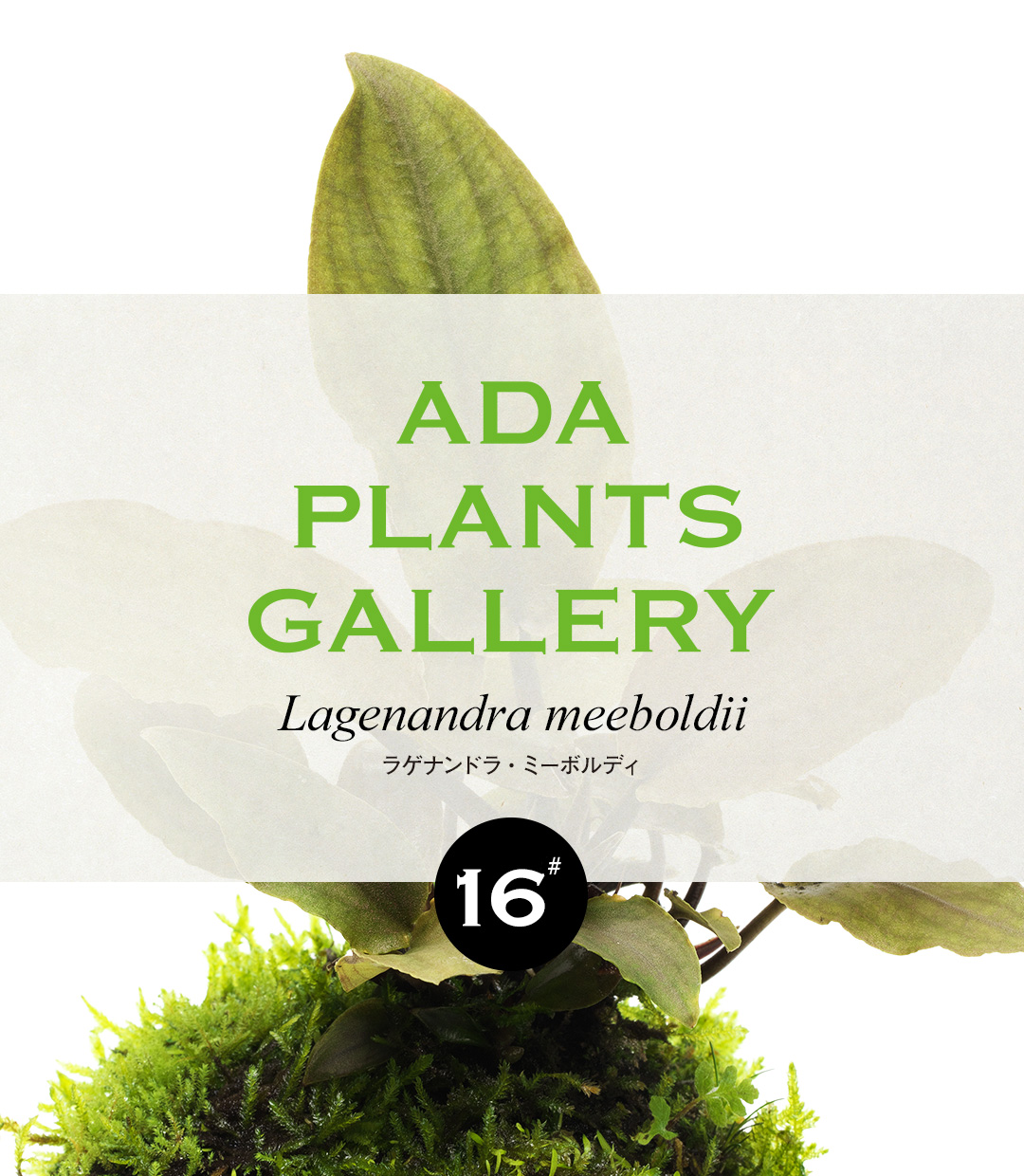 ADA PLANTS GALLERY #16「ラゲナンドラ・ミーボルディ」