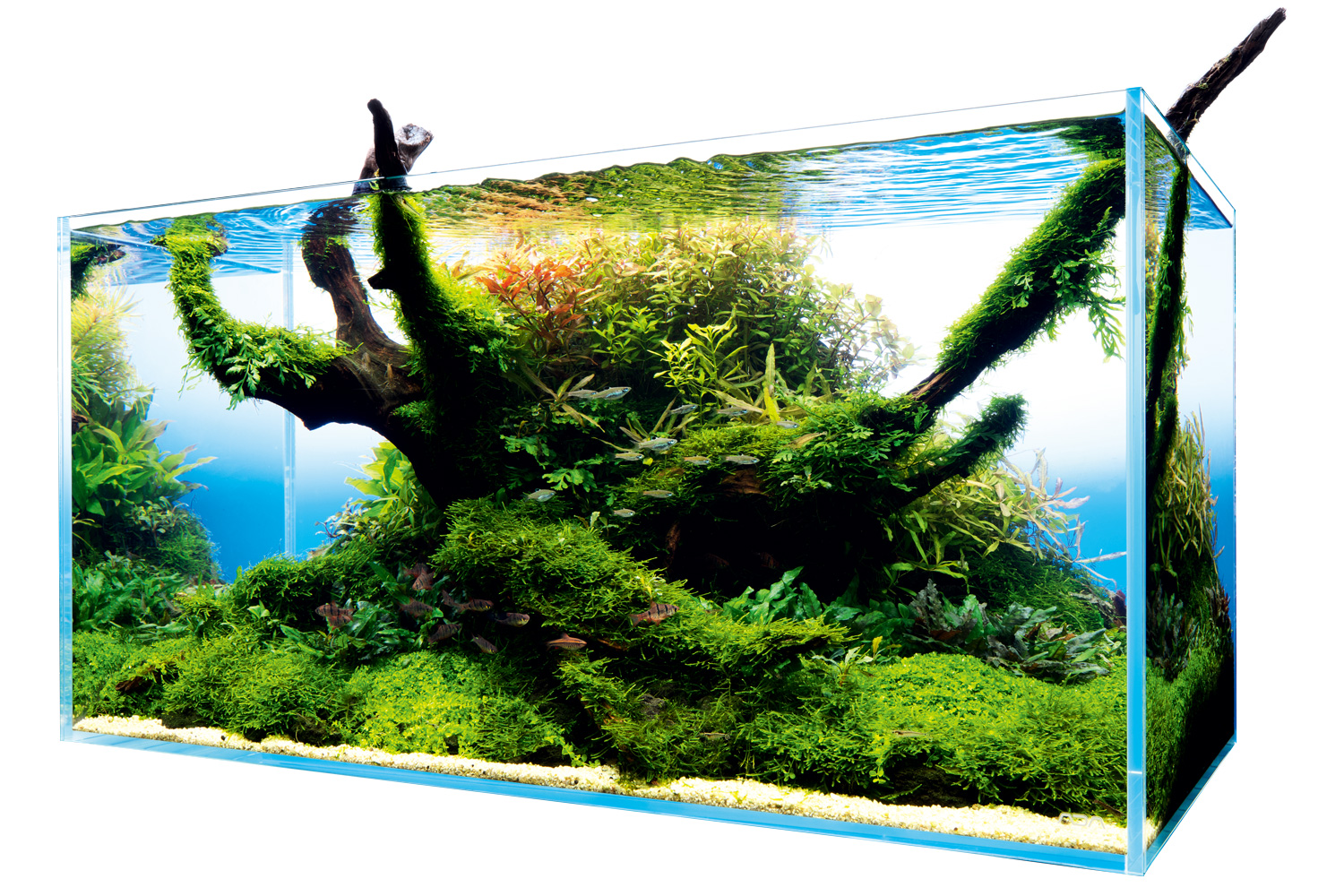 NATURE IN THE GLASS 「ワールドツリー」 AQUA DESIGN AMANO
