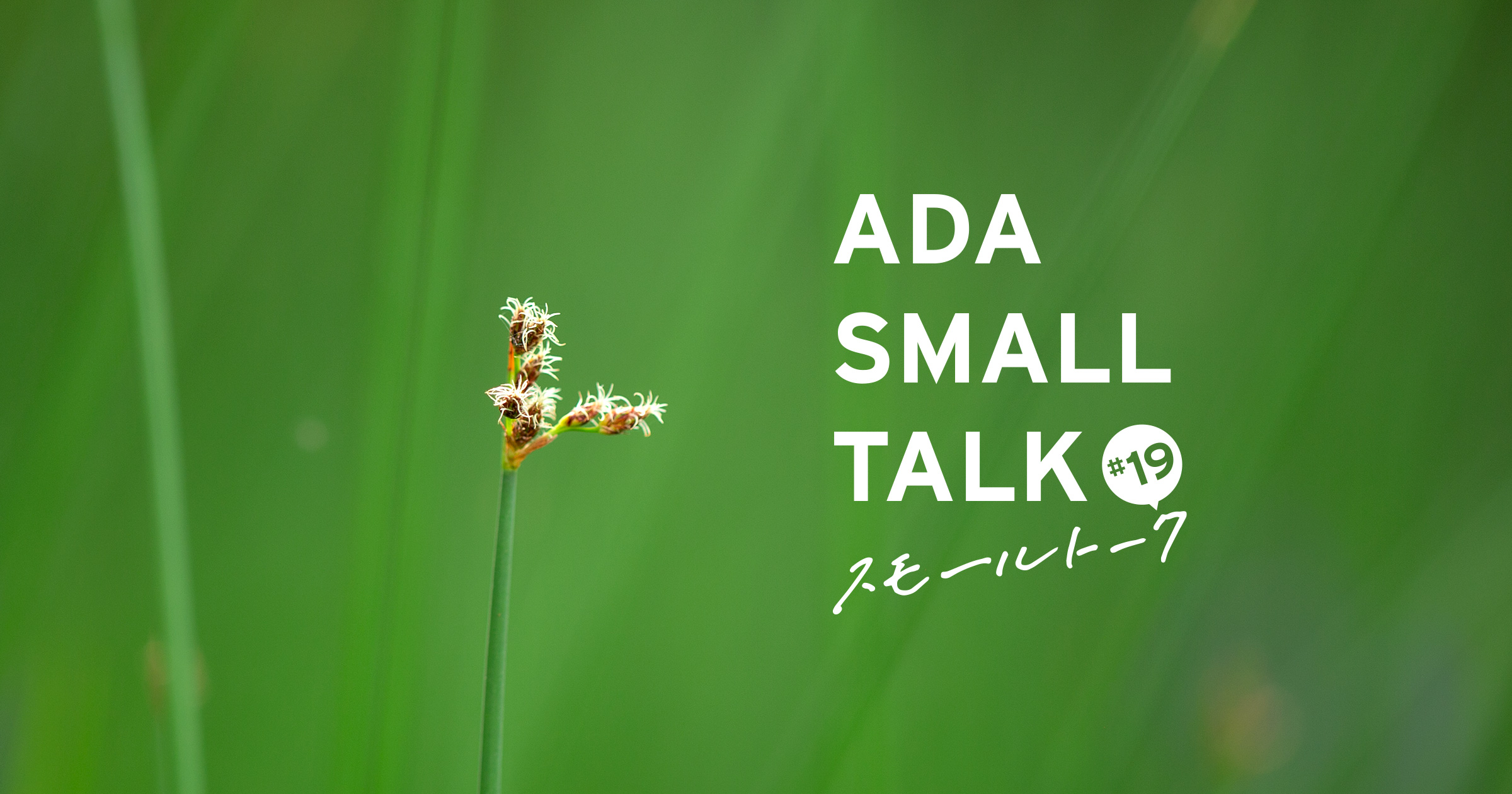 ADAスモールトーク #19 「フトイの花」 | AQUA DESIGN AMANO