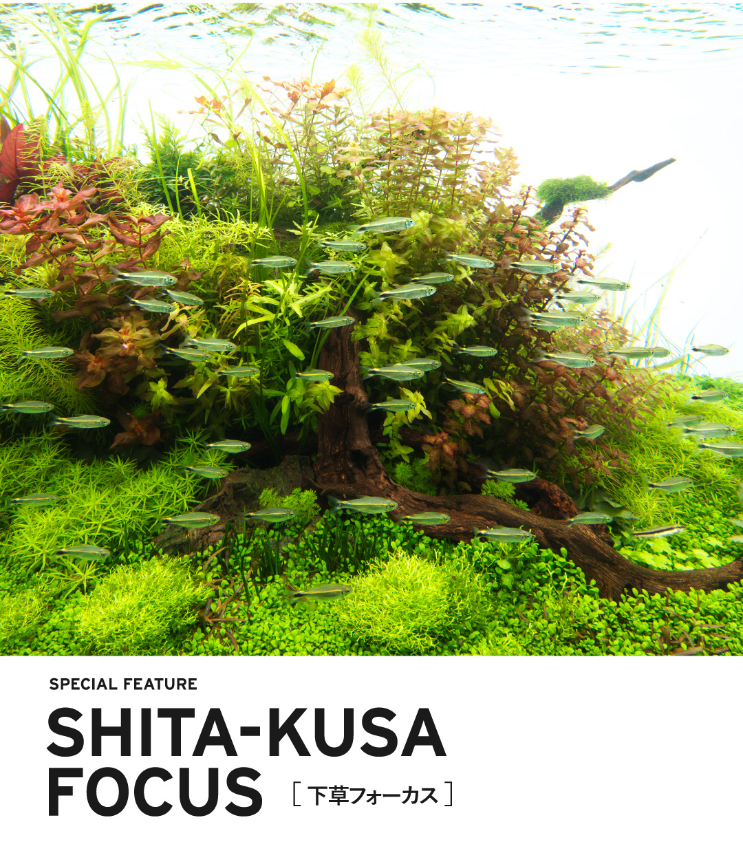 SHITA-KUSA FOCUS ［ 下草フォーカス ］