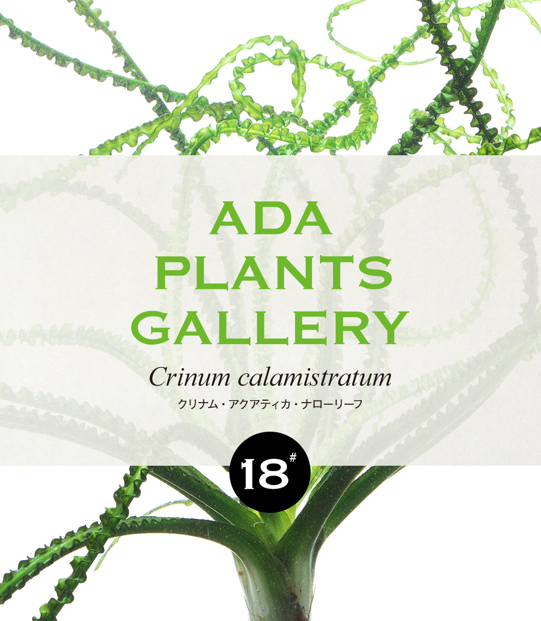 ADA PLANTS GALLERY #18「クリナム・アクアティカ・ナローリーフ」