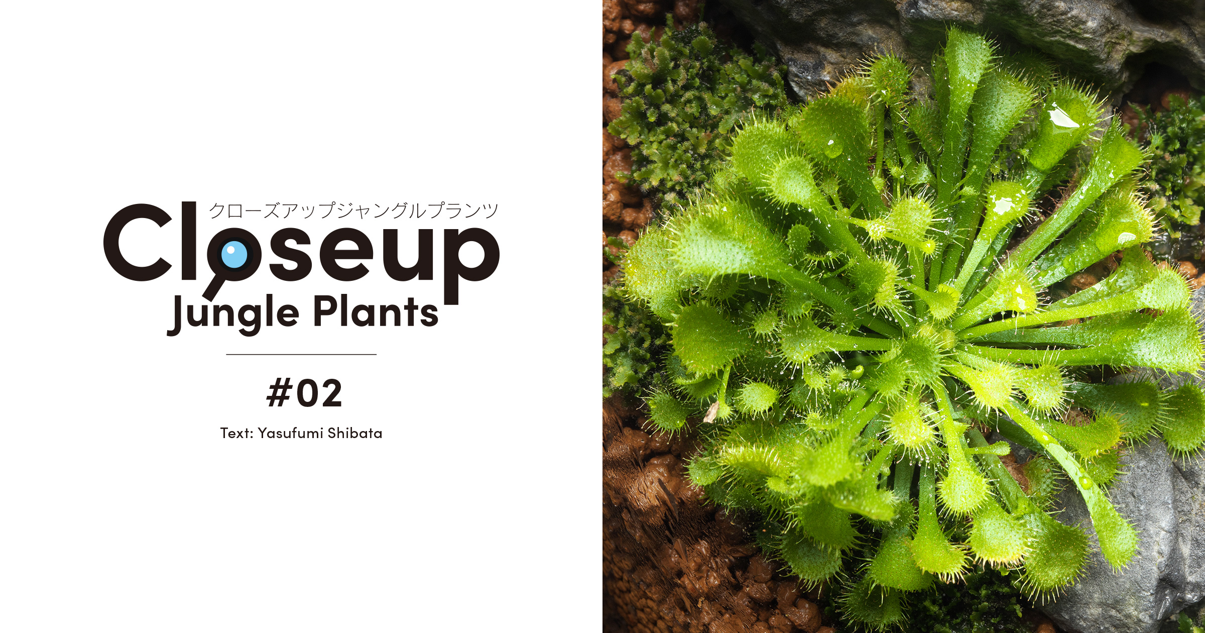 Closeup Jungle Plants #02 「ドロセラ・スパチュラータ