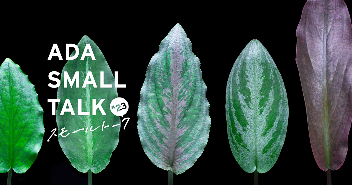 NEW POLLEN GLASS ADA 未開封　新品未使用品 ALL GOOD UMBRELLA | ALL GOOD FLOWERS STORE