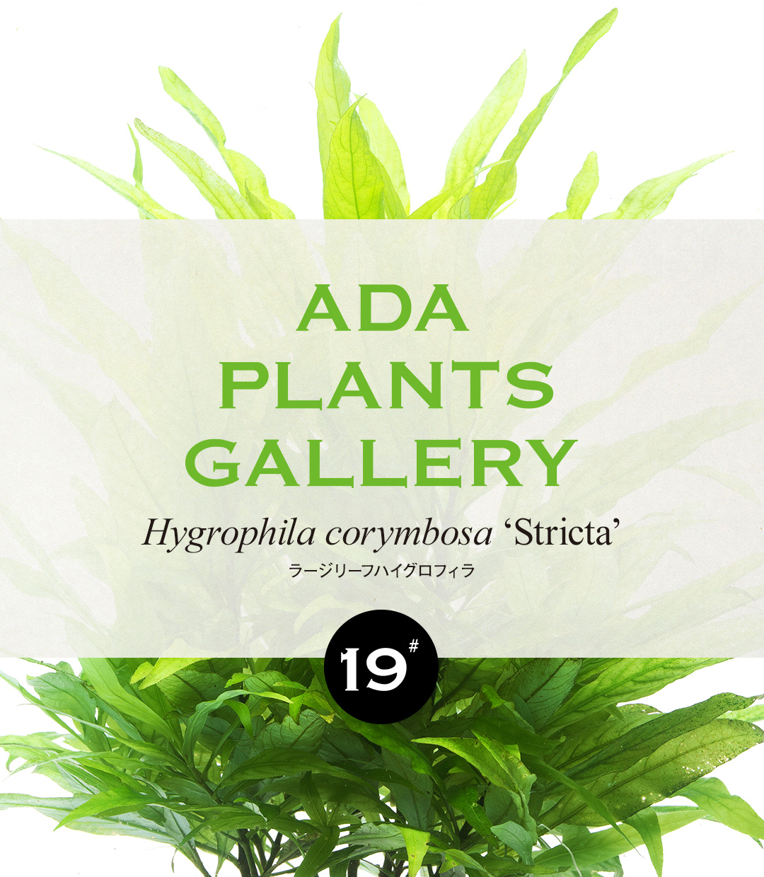 ADA PLANTS GALLERY #19「ラージリーフハイグロフィラ」