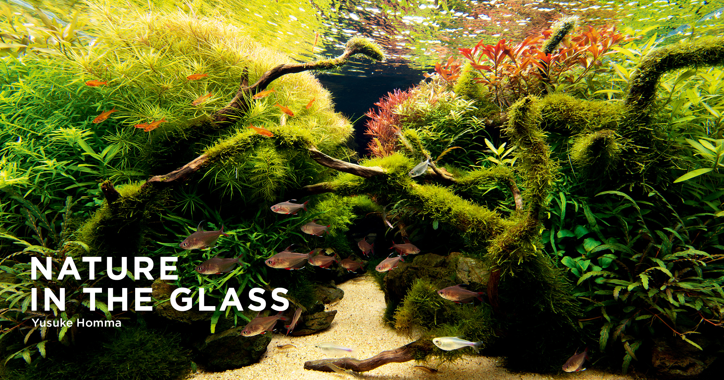 NATURE IN THE GLASS 「 夏風あざやか」 | AQUA DESIGN AMANO NATURE IN THE GLASS 「 夏風あざやか」 | AQUA DESIGN AMANO
