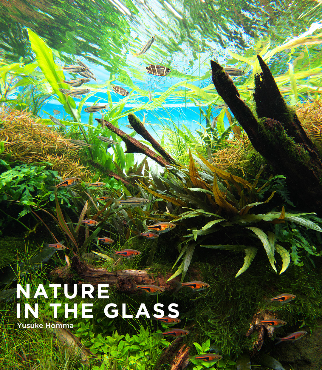 NATURE IN THE GLASS 「樹霊の聖域」