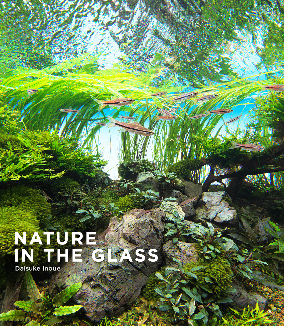 NATURE IN THE GLASS 「水景ファンタジア」 | AQUA DESIGN AMANO