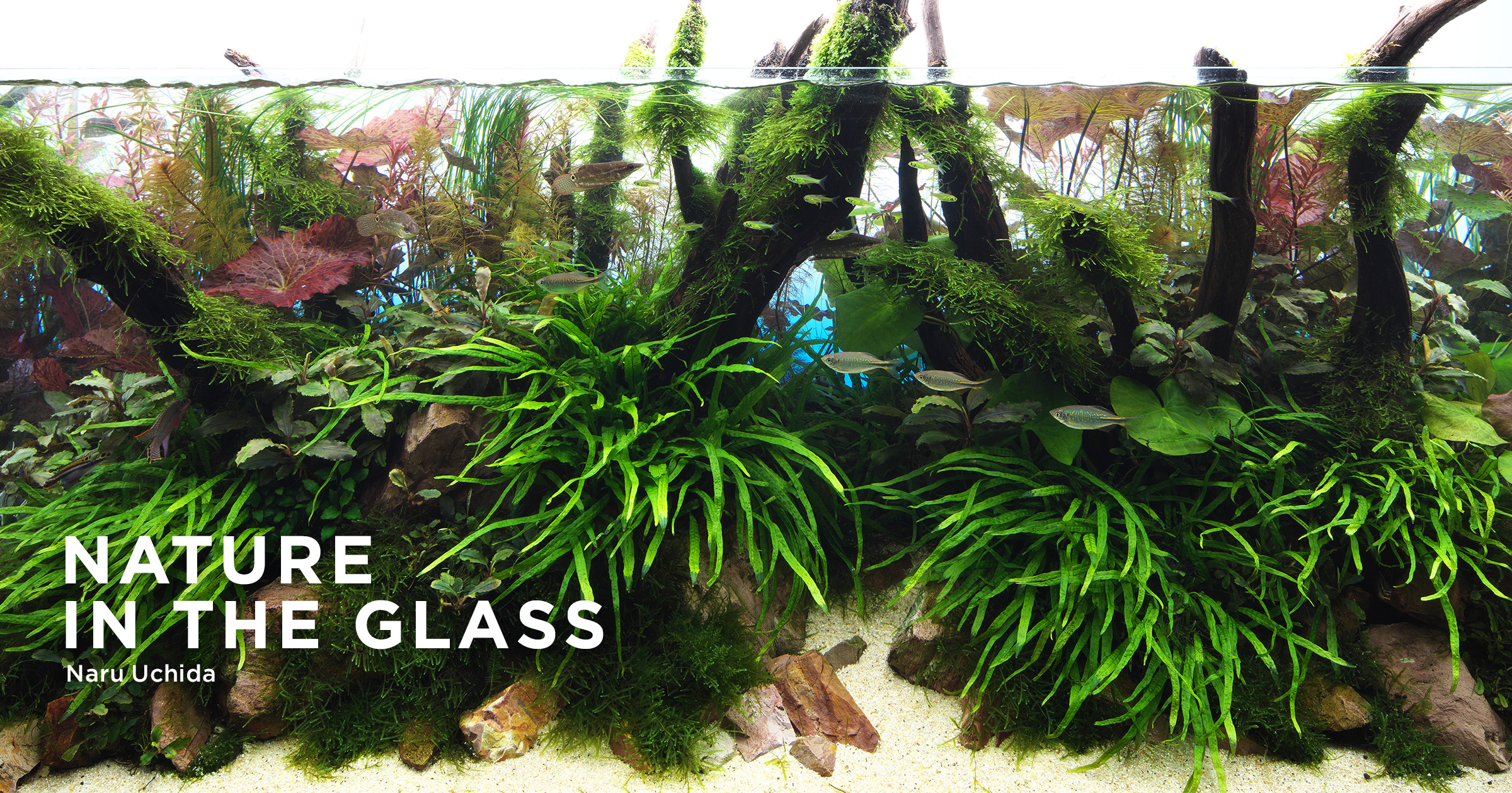 NATURE IN THE GLASS 「マングローブに思いを馳せて」 | AQUA DESIGN AMANO