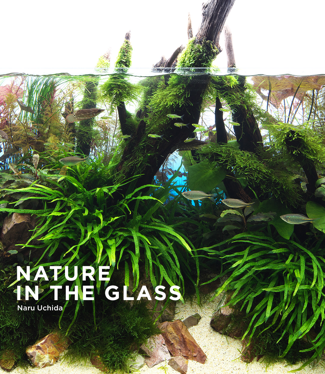 NATURE IN THE GLASS 「マングローブに思いを馳せて」